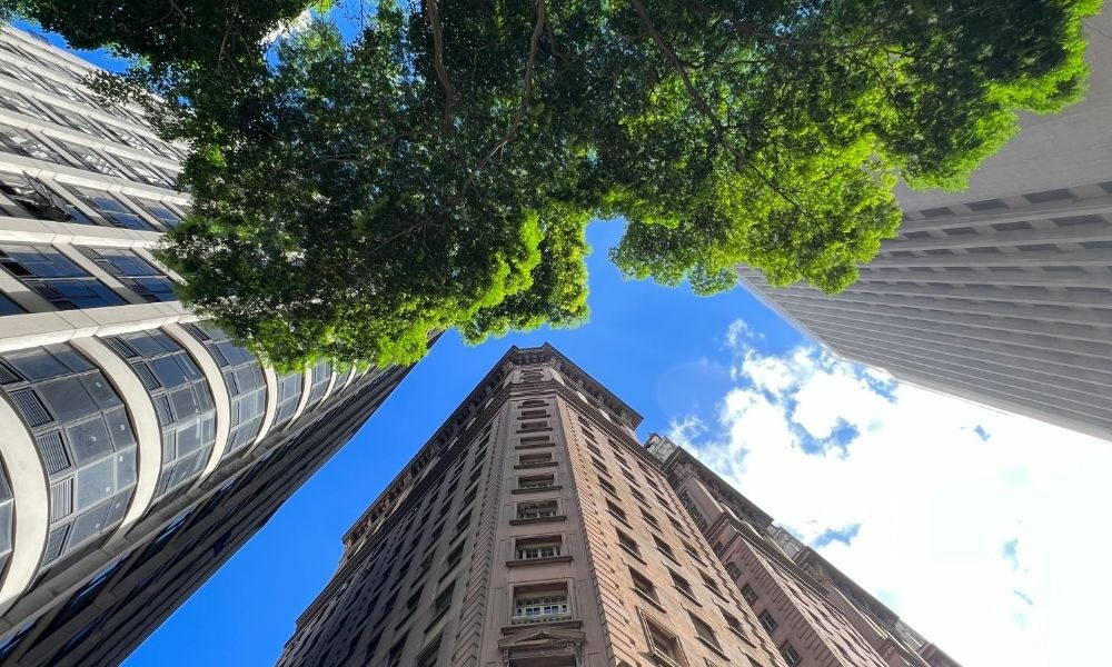 A conta do carbono em São Paulo não fecha com plantio compensatório