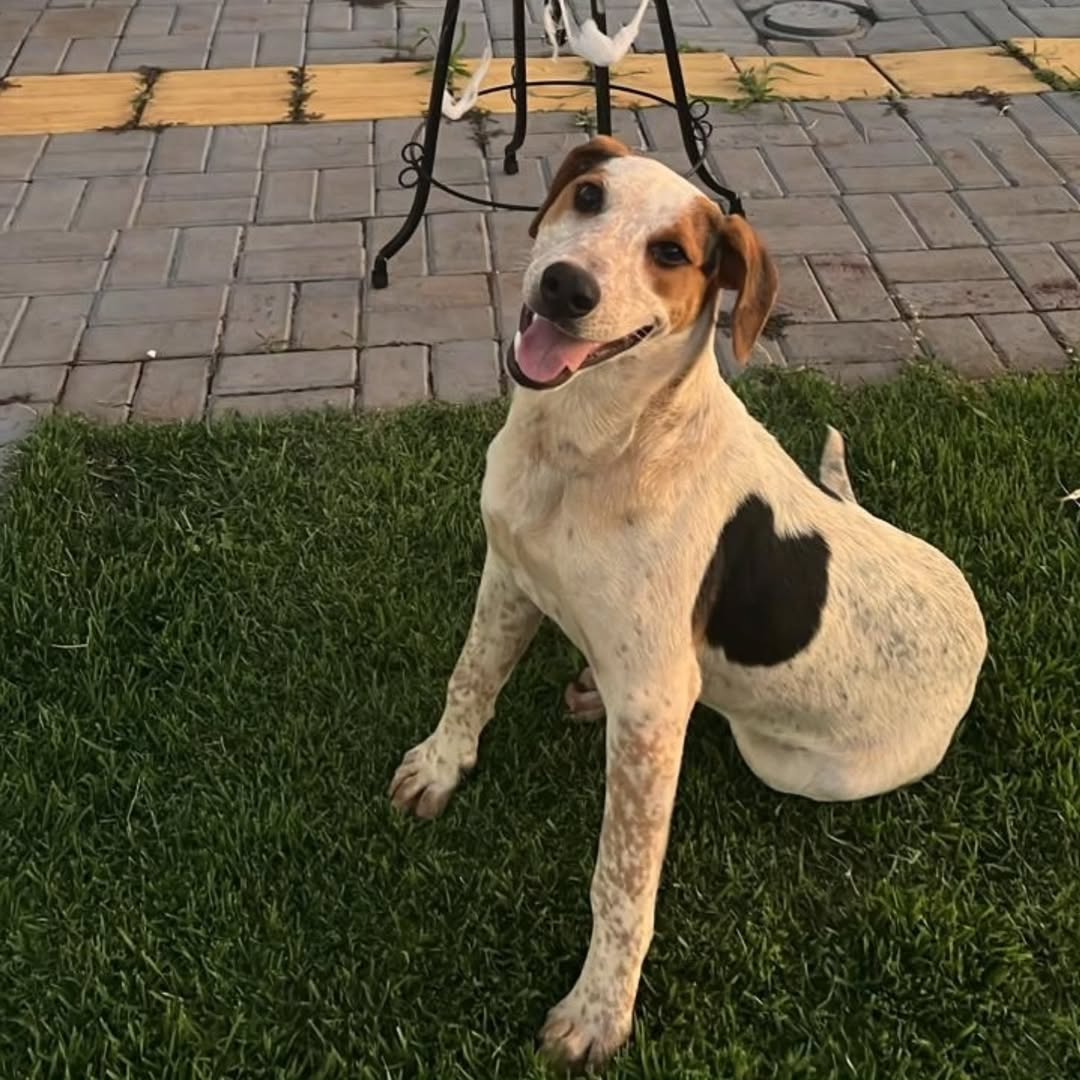 Como entender o que o cachorro quer dizer através da posição do rabo e das orelhas