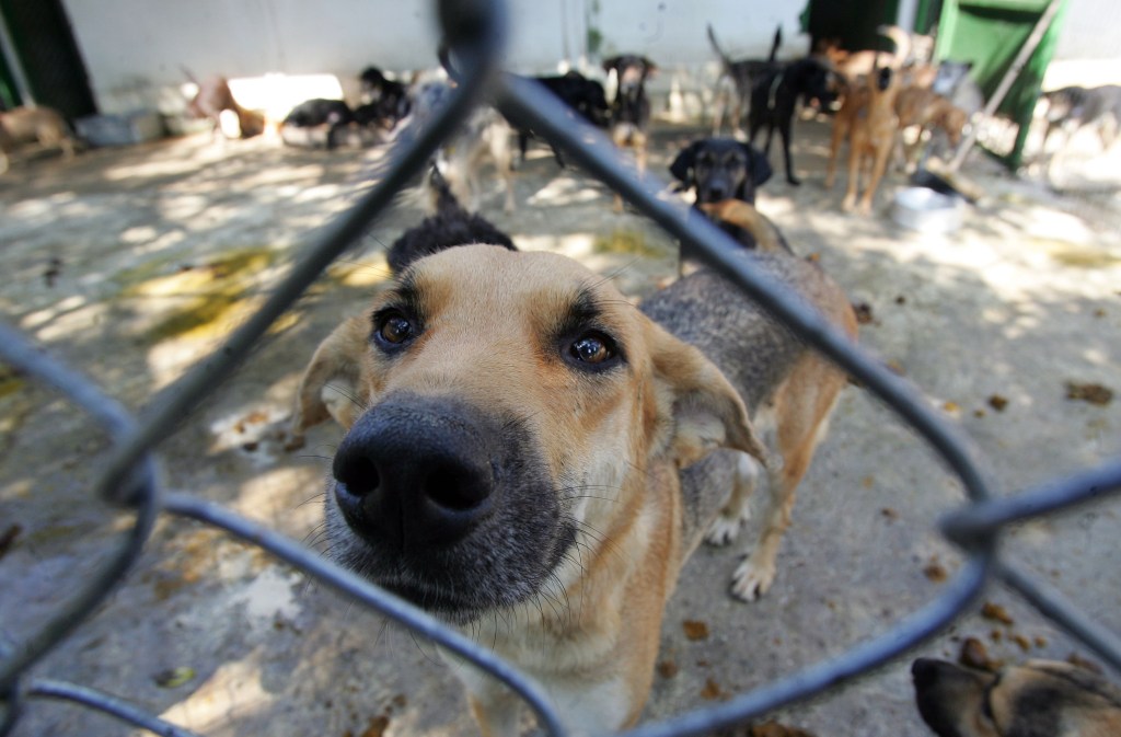 Violência contra animais mobiliza redes, mas não gera novas propostas no Congresso