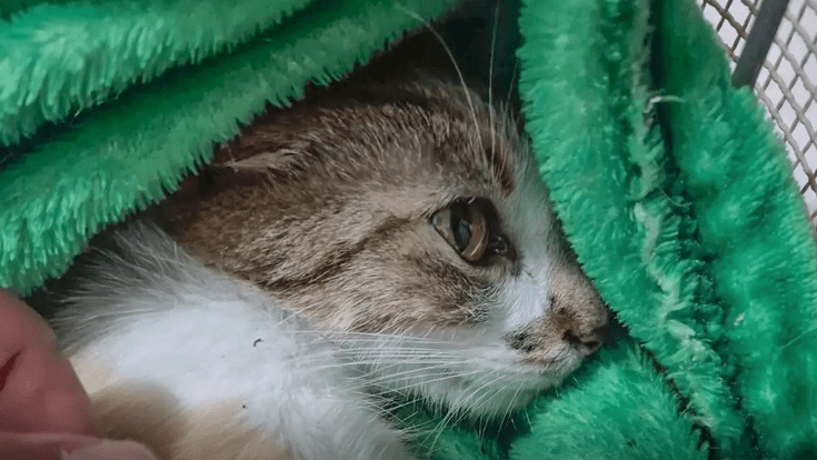 Mulher é presa após arremessar gata do 12º andar de prédio em Curitiba