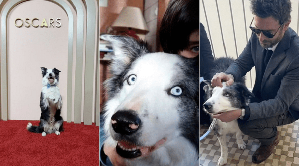 Animais no Oscar: curiosidades e momentos marcantes no tapete vermelho