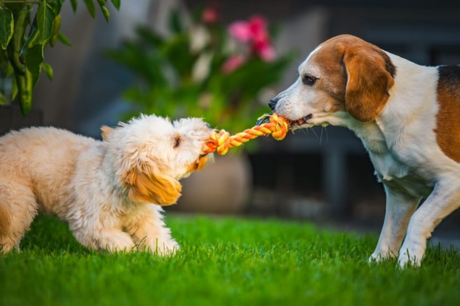 pets