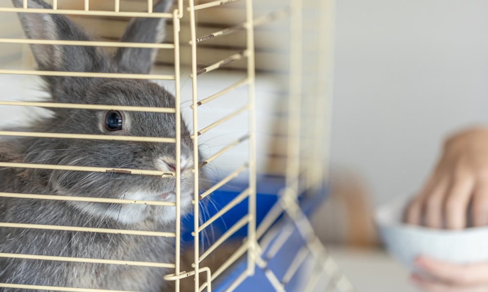 Gaiola de hamster