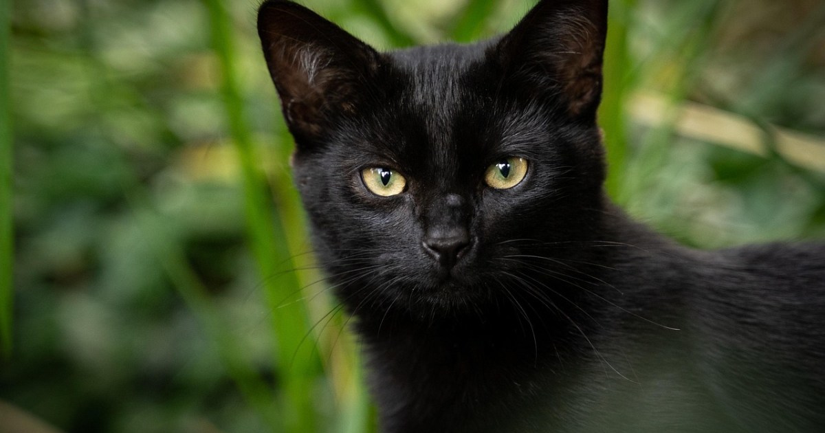 Como proteger gatos pretos de maus-tratos e garant