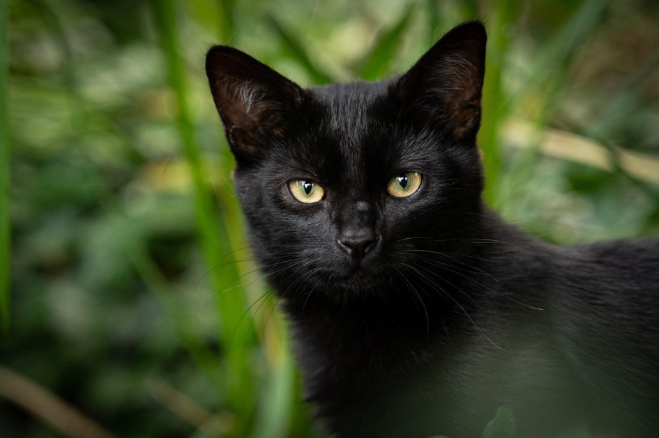 Gato preto