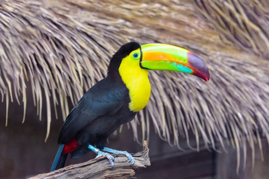 Tucano