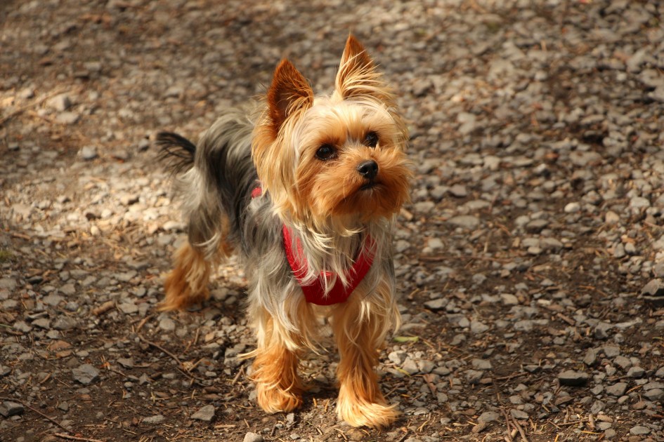 Yorkshire Terrier