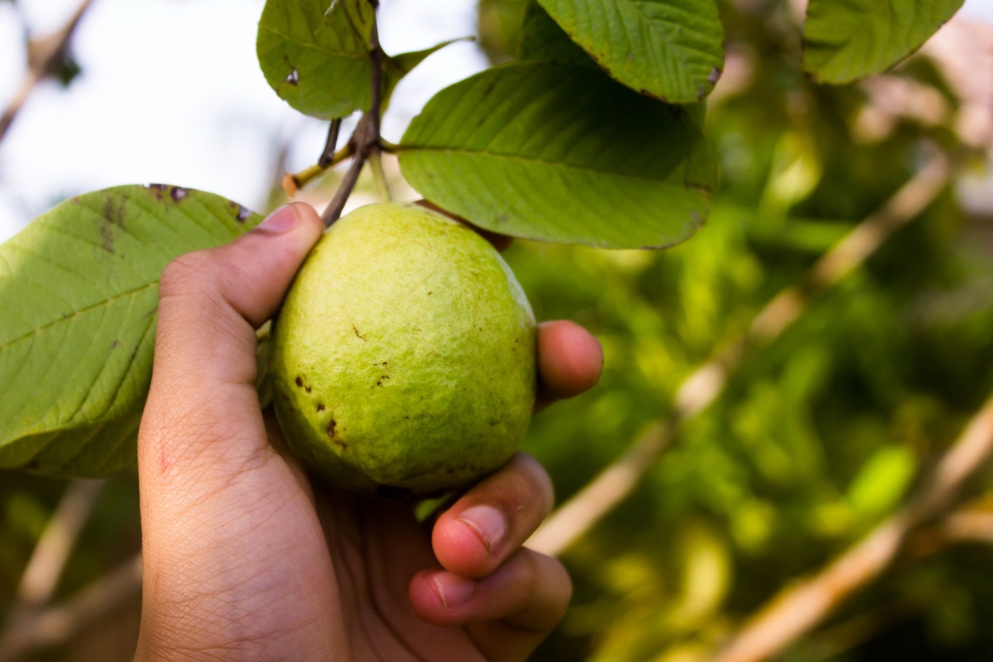 Em meio à tensão com os EUA, China facilita exportação de polpas e frutas brasileiras