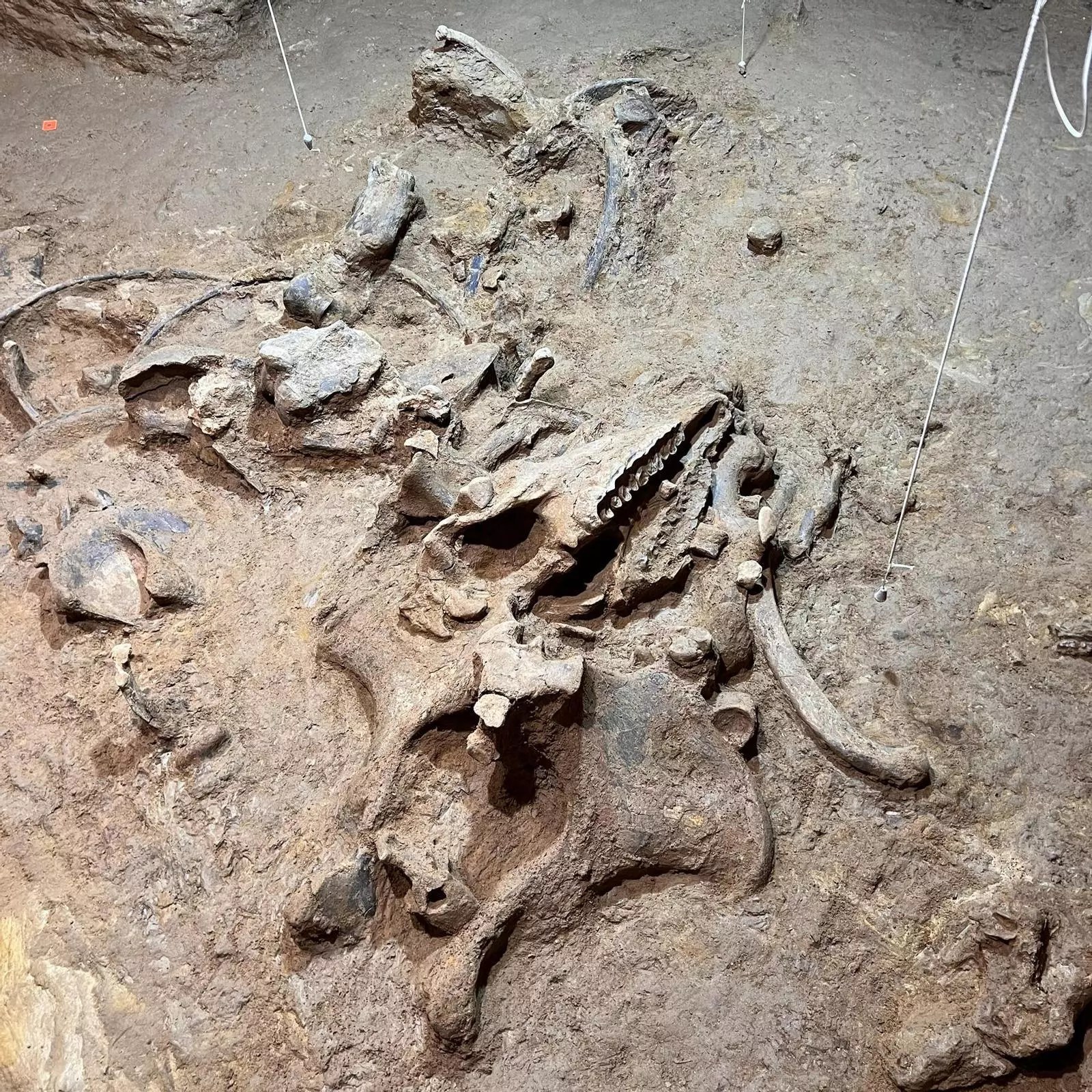 Esqueletos de rinocerontes encontrados em Barcelona