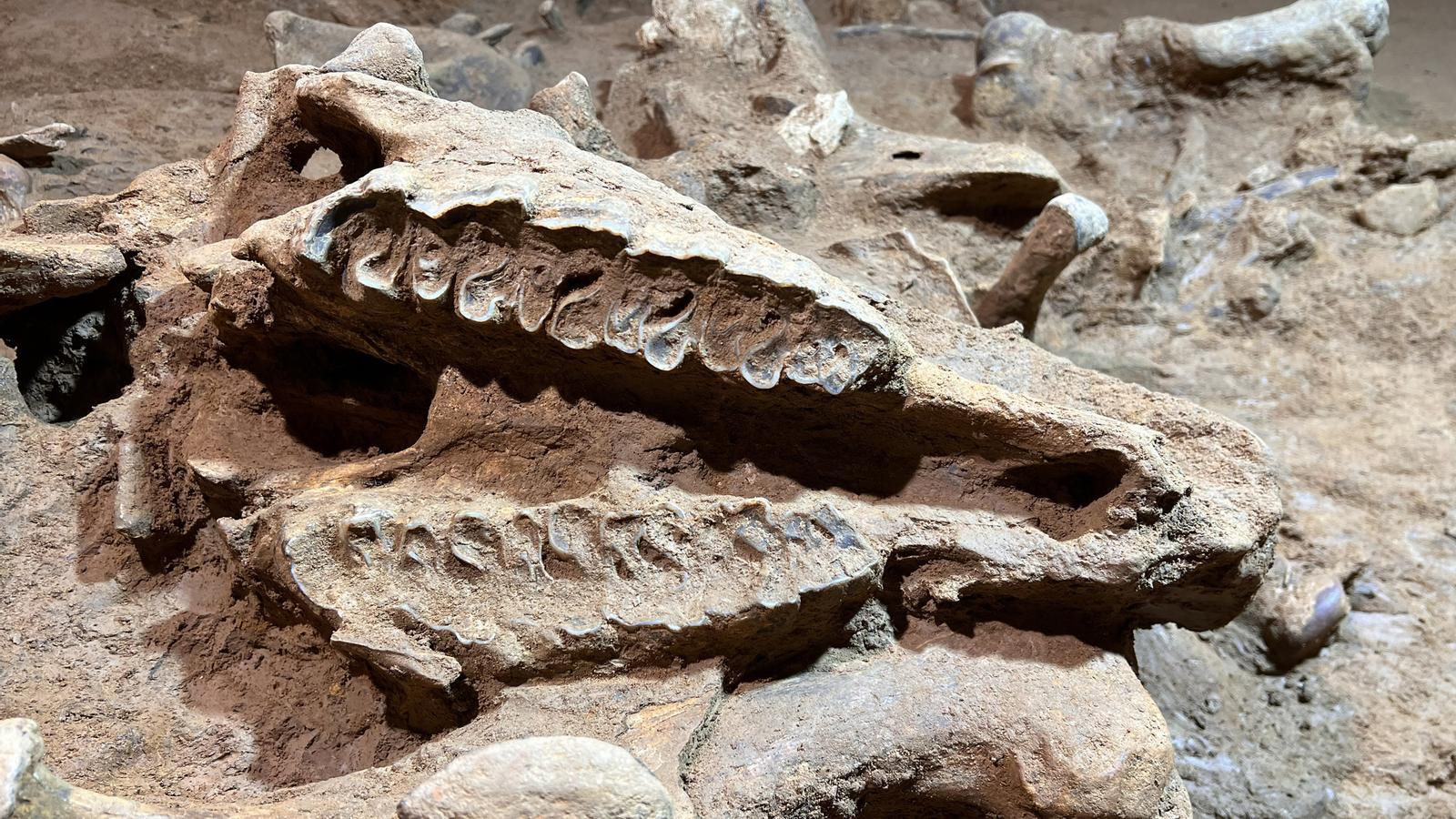 Esqueletos com 200 mil anos de idade são encontrados em caverna em Barcelona