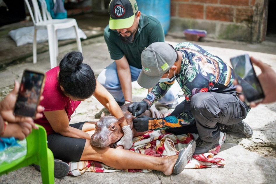 Hipopótamo filhote que morreu na Colômbia